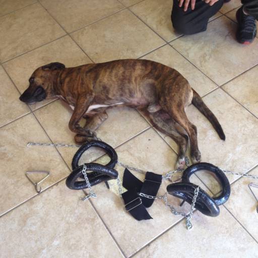 D4 COLOCAÇÃO RAJADO por VetCar