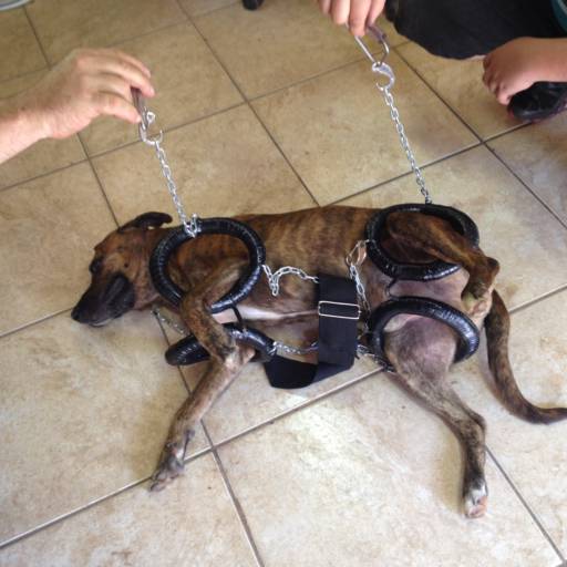 D4 COLOCAÇÃO RAJADO por VetCar