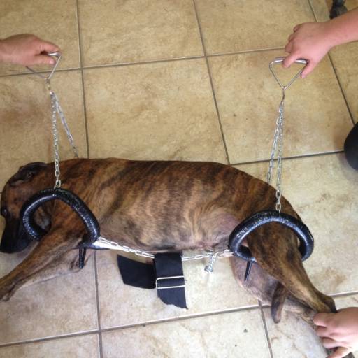 D4 COLOCAÇÃO RAJADO por VetCar