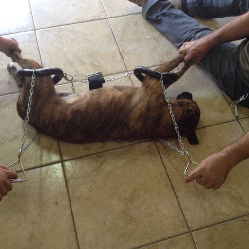 D4 COLOCAÇÃO RAJADO por VetCar