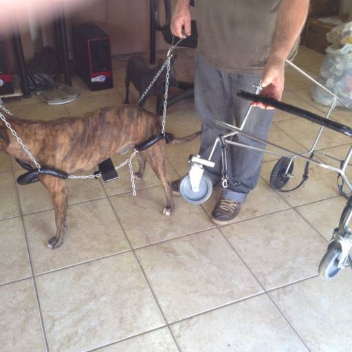 D4 COLOCAÇÃO RAJADO por VetCar