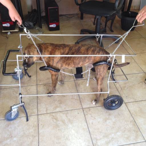 D4 COLOCAÇÃO RAJADO por VetCar