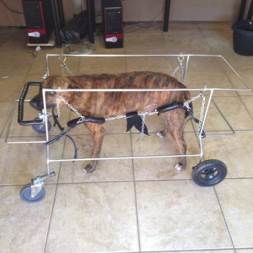 D4 COLOCAÇÃO RAJADO por VetCar