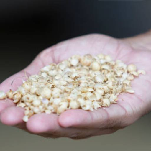 Casquinha de soja Agrofeed em Bom Jesus dos Perdões, SP por Agropecuária Lukan