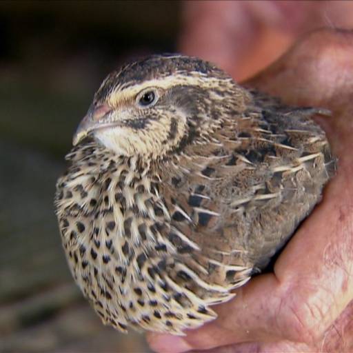 Ração Codorna 20 kg BPC-2 SC em Bom Jesus dos Perdões, SP por Agropecuária Lukan