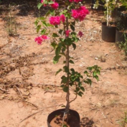 Comprar o produto de Primavera em Plantas pela empresa Paraíso Jardim - Serviços de Paisagismo em Itapetininga, SP por Solutudo