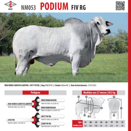 Touro Nelore Podium FIV RG (NM053)