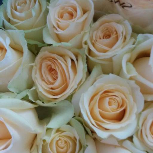 Comprar o produto de Rosas em A Classificar pela empresa Floricultura Eres Bauru em Bauru, SP por Solutudo