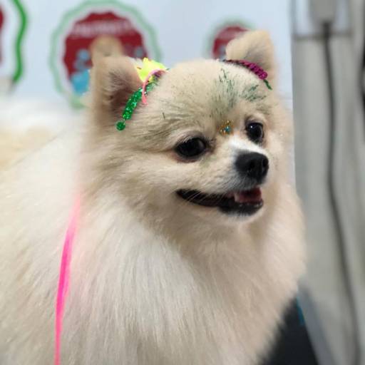 Banho e Tosa por Banho e Tosa Nutrivet