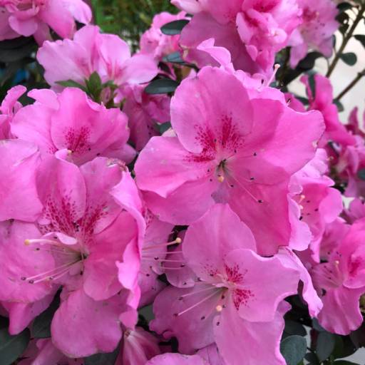 Azaleia em Botucatu, SP por Botucatu Garden