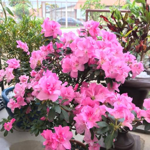 Azaleia em Botucatu, SP por Botucatu Garden