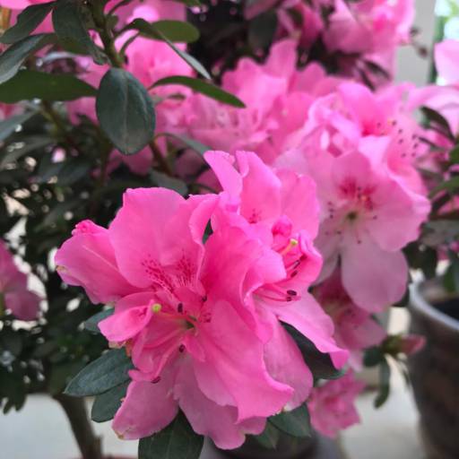 Azaleia em Botucatu, SP por Botucatu Garden