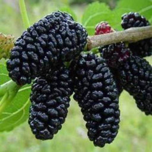 TINTURA DE AMOREIRA (AMORA) - PANIZZA