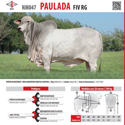 Touro Nelore Paulada FIV RG (NM047)