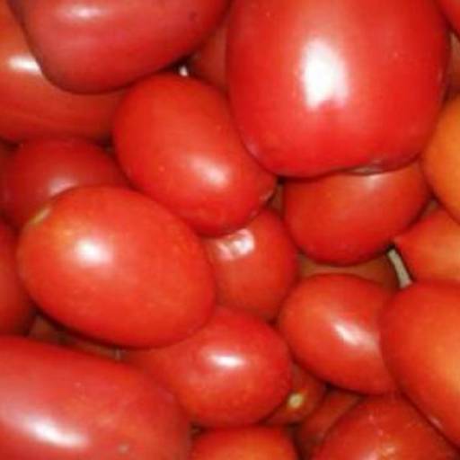 Comprar o produto de Tomates orgânicos em A Classificar pela empresa Fort Vida Mundo dos Orgânicos em Jaboticabal, SP por Solutudo