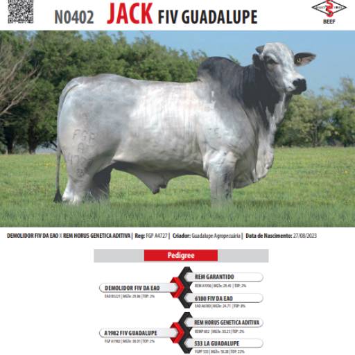 Touro Nelore Jack FIV Guadalupe (N0402)