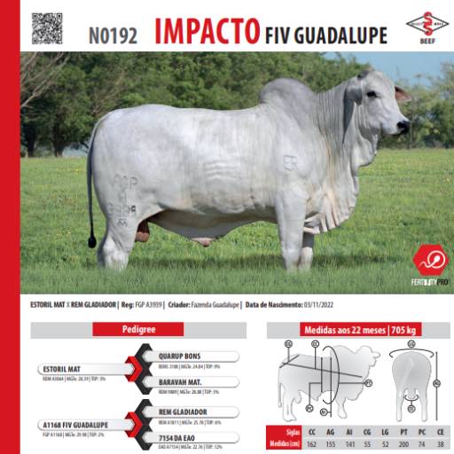Touro Nelore Impacto FIV Guadalupe (N0192)