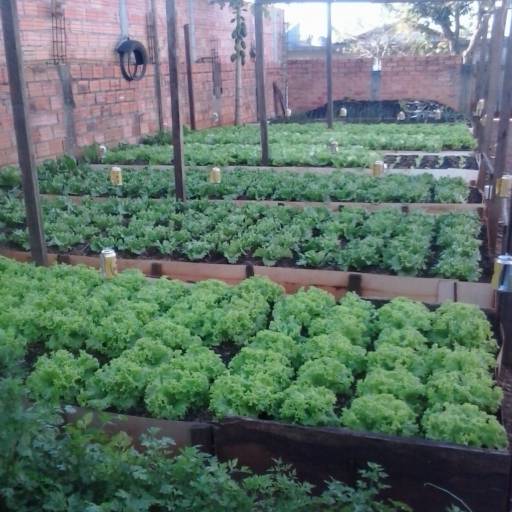 Comprar o produto de Verduras Orgânicas em A Classificar pela empresa Horta do Edson em Botucatu, SP por Solutudo