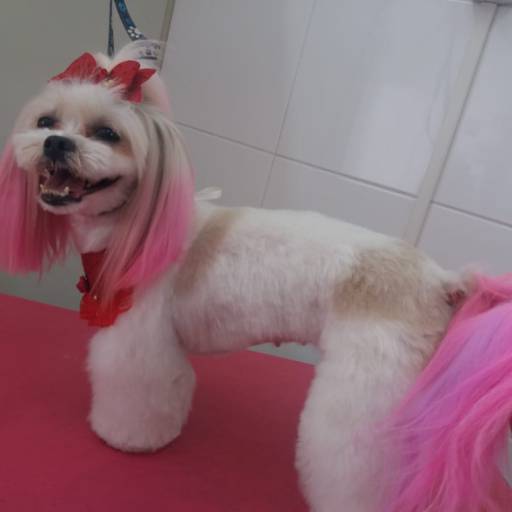 Tosa  asiática por Tia Angela Centro de Estética Animal