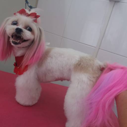 Tosa  asiática por Tia Angela Centro de Estética Animal