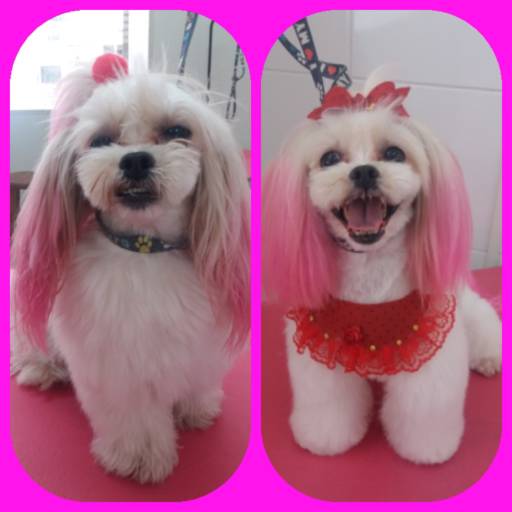 Tosa  asiática por Tia Angela Centro de Estética Animal