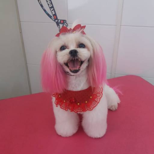 Tosa  asiática por Tia Angela Centro de Estética Animal