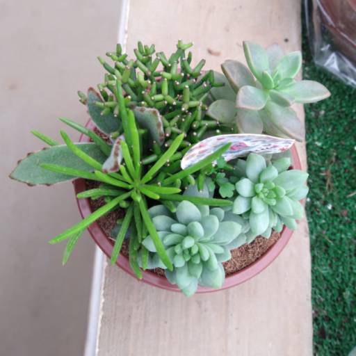 coquetel de suculentas  em Botucatu, SP por Botucatu Garden