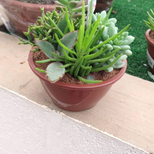 coquetel de suculentas  em Botucatu, SP por Botucatu Garden