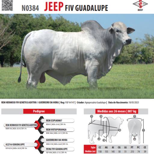 Touro Nelore Jeep FIV Guadalupe (N0384)