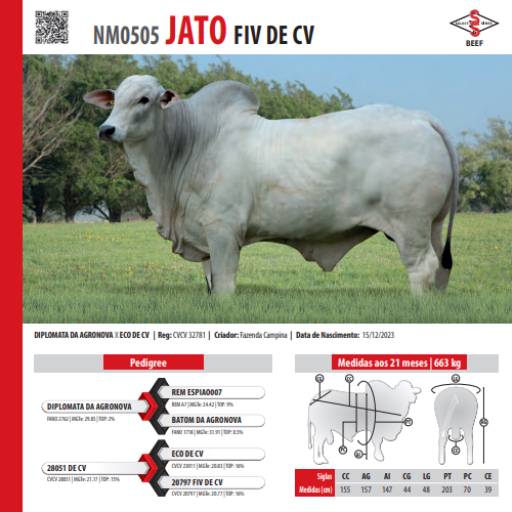 Touro Nelore Jato FIV de CV (NM0505)