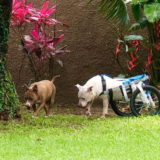 Cuidados com Deficientes