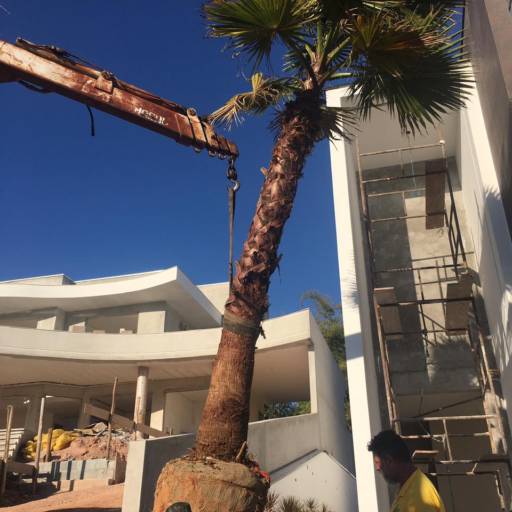 Remoção de Grandes Palmeiras e Árvores por Gaaga Paisagismo Atibaia