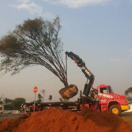 Remoção de Grandes Palmeiras e Árvores por Gaaga Paisagismo Atibaia
