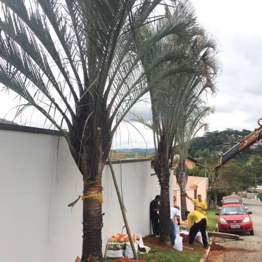 Remoção de Grandes Palmeiras e Árvores por Gaaga Paisagismo Atibaia
