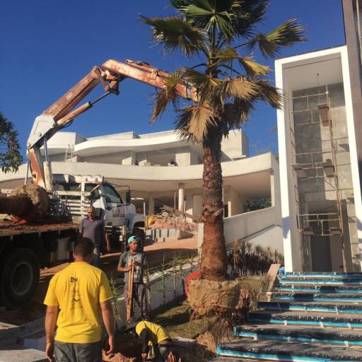 Remoção de Grandes Palmeiras e Árvores por Gaaga Paisagismo Atibaia