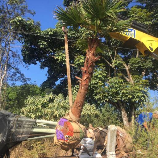 Remoção de Grandes Palmeiras e Árvores por Gaaga Paisagismo Atibaia