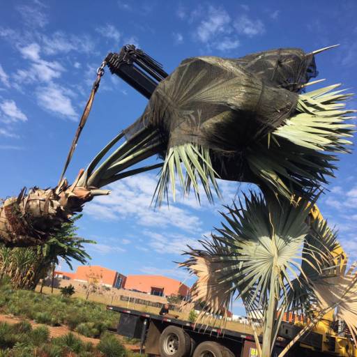 Remoção de Grandes Palmeiras e Árvores