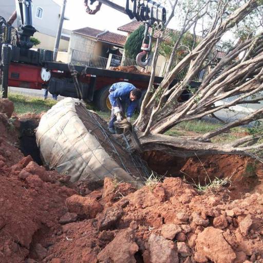 Remoção de Grandes Palmeiras e Árvores por Gaaga Paisagismo Atibaia