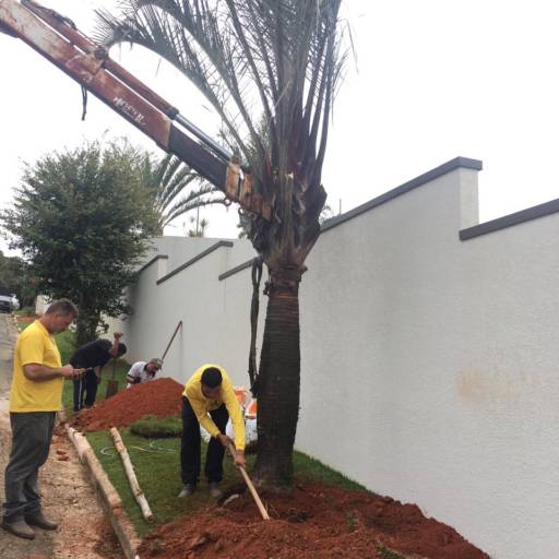 Remoção de Grandes Palmeiras e Árvores por Gaaga Paisagismo Atibaia