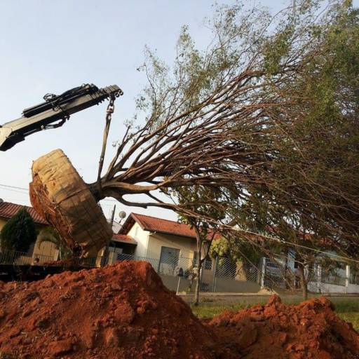 Remoção de Grandes Palmeiras e Árvores por Gaaga Paisagismo Atibaia