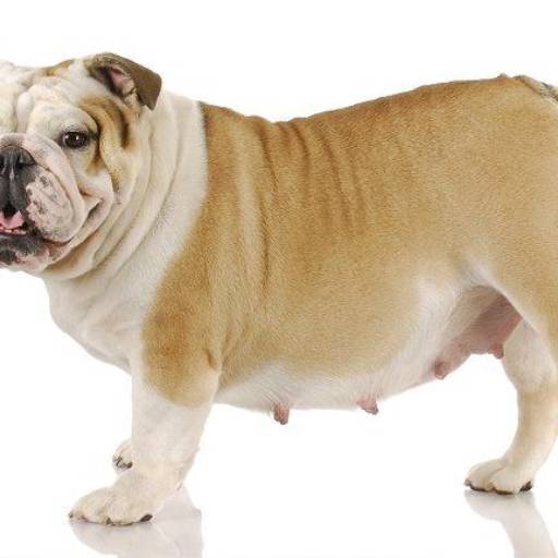 Castração Cadela 10kg a 20kg