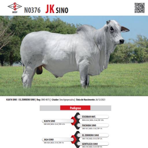 Touro Nelore JK SINO (N0376)