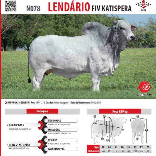 Touro Nelore Lendário FIV Katispera (N078)