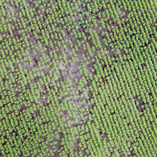 Sinistro Florestal em Botucatu, SP por Spectrum Inteligência Agro Florestal