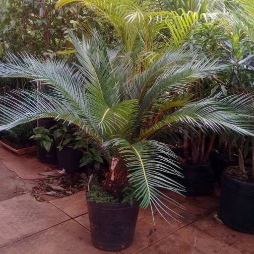 Muda de Palmeira por Floricultura Florapark