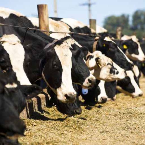 Farelo de soja Agrofeed 50kg em Bom Jesus dos Perdões, SP por Agropecuária Lukan