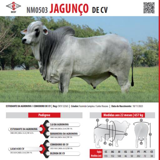 Touro Nelore Jagunço de CV (NM0503)