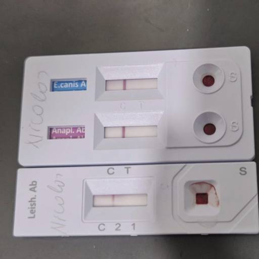 TESTES SOROLÓGICOS  DE DOENÇAS MAIS COMUNS NOS  CÃES E GATOS