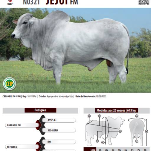 Touro Nelore Jejui FM (N0321)
