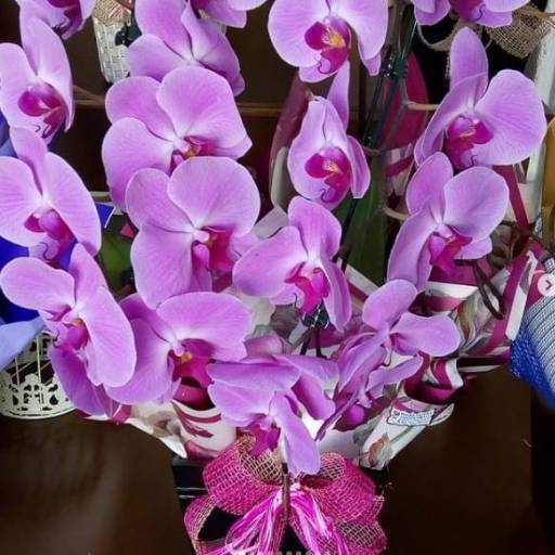 Comprar o produto de Phalaenopsis aphrodite em A Classificar pela empresa Floricultura Toques do Coração a Floricultura do Bairro em Botucatu, SP por Solutudo